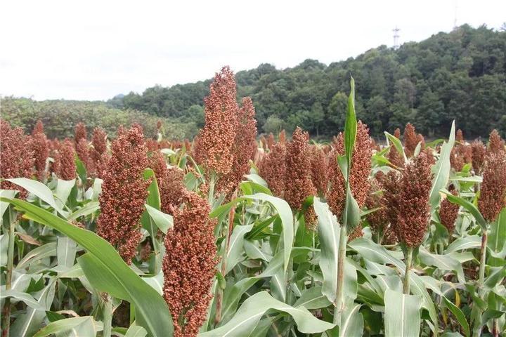 江苏油菜价格实时更新，最新行情报告