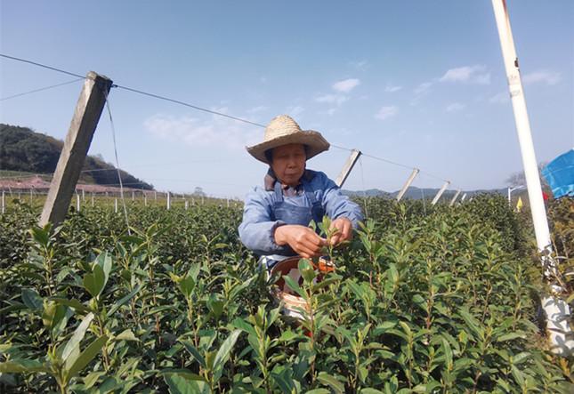 贡茶新品上市，一杯茶，开启自然之旅